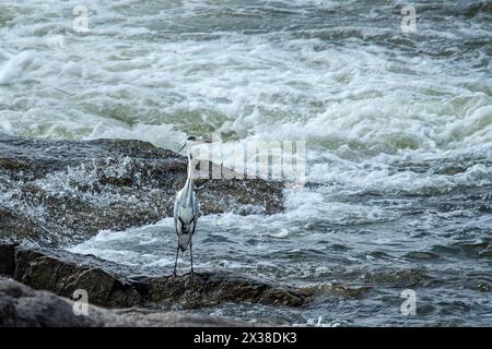 Grauer Reiher, der auf einem Felsen im weißen Wasser am Orange River in Namibia steht. Stockfoto