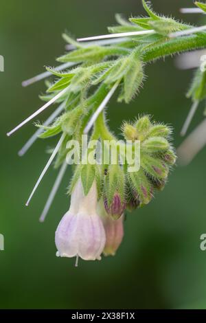 Nahaufnahme der rosafarbenen weißen Blüten und neuer Beinwell-Knospen. Stockfoto