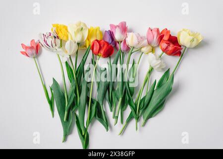 Buntes Tulpensortiment Stockfoto