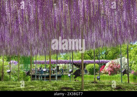 Ashikaga, Japan. April 2024. Wisteria Blossom auf der Great Wisteria Terrace, die von einer 160 Jahre alten Wisteria im Ashikaga Flower Park in Ashikaga, Japan, gebildet wurde, die Massen von Besuchern anzog, um die langen Wege der violetten Blumen zu sehen und zu fotografieren. Quelle: Paul Brown/Alamy Live News Stockfoto