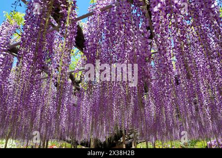 Ashikaga, Japan. April 2024. Wisteria Blossom auf der Great Wisteria Terrace, die von einer 160 Jahre alten Wisteria im Ashikaga Flower Park in Ashikaga, Japan, gebildet wurde, die Massen von Besuchern anzog, um die langen Wege der violetten Blumen zu sehen und zu fotografieren. Quelle: Paul Brown/Alamy Live News Stockfoto