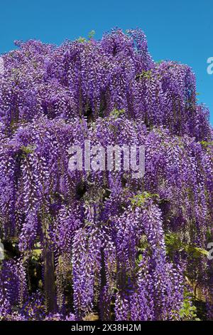 Ashikaga, Japan. April 2024. Wisteria Blossom im Ashikaga Flower Park in Ashikaga, Japan, der viele Besucher anzog, um die langen Spuren der violetten Blumen zu sehen und zu fotografieren. Quelle: Paul Brown/Alamy Live News Stockfoto