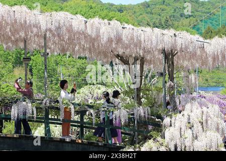 Ashikaga, Japan. April 2024. Besucher fotografieren weiße Wisteria Blossom auf einer Wisteria Bridge im Ashikaga Flower Park in Ashikaga, Japan, die viele Besucher dazu brachte, die langen Spuren der violetten Blumen zu sehen und zu fotografieren. Quelle: Paul Brown/Alamy Live News Stockfoto