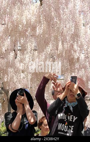 Ashikaga, Japan. April 2024. Besucher fotografieren weiße Wisteria Blossom auf einer Wisteria Bridge im Ashikaga Flower Park in Ashikaga, Japan, die viele Besucher dazu brachte, die langen Spuren der violetten Blumen zu sehen und zu fotografieren. Quelle: Paul Brown/Alamy Live News Stockfoto