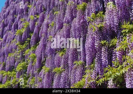 Ashikaga, Japan. April 2024. Wisterienblüte auf der großen Wisterienleinwand im Ashikaga Blumenpark in Ashikaga, Japan, der viele Besucher anzog, um die langen Spuren von violetten Blumen zu sehen und zu fotografieren. Quelle: Paul Brown/Alamy Live News Stockfoto