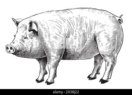 Schweinevektor Gravur Hand gezeichnete Illustration Stock Vektor