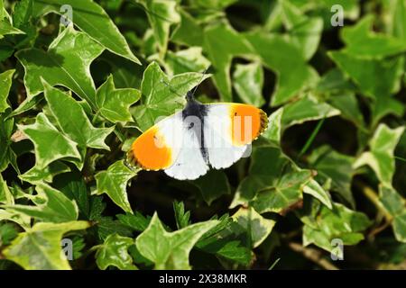 Aurorafalter, Anthocharis cardamines *** Aurora Butterfly, Anthocharis cardamines Stockfoto