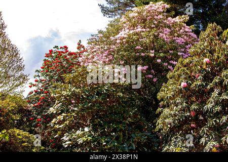 Dundee, Tayside, Schottland, Großbritannien. April 2024. Wetter in Großbritannien: Wunderschönes Frühlingswetter mit wunderbarer Landschaft von Rhododendrons in voller Blüte mit bunten Blumen in den botanischen Gärten der Universität von Dundee. Quelle: Dundee Photographics/Alamy Live News Stockfoto