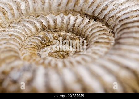 Fossile Ammoniitschale, Nahaufnahme, selektiver Fokus, abstrakte Archäologie oder geologischer Hintergrund Stockfoto