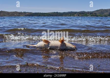 Tote Fische am Ufer eines Sees in Cordoba, Argentinien. Konzept der Wasserverunreinigung Stockfoto