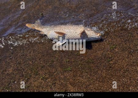 Tote Fische am Ufer einer Lagune. Konzept der Umweltverschmutzung Stockfoto