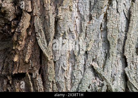 Nahaufnahme Robinia Pseudoacacia Bark In Amsterdam, Niederlande 4-4-2024 Stockfoto