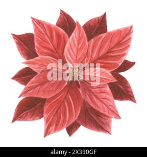 Rote Weihnachtsstern. Traditionelle Weihnachtspflanzen im Vintage-Stil. Hand gezeichnet Aquarell Illustration Urlaub Design isolierte Vorlage für Einladung, gr Stockfoto