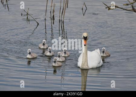 Schwäne schwimmen in einem Teich. Ein Erwachsener und sieben Zygneten auf blauem Wasser Stockfoto