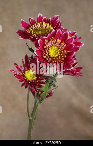 Ein Stiel von Gartenmüttern, Chrysanthemum morifolium oder Florist's Daisy. Stockfoto