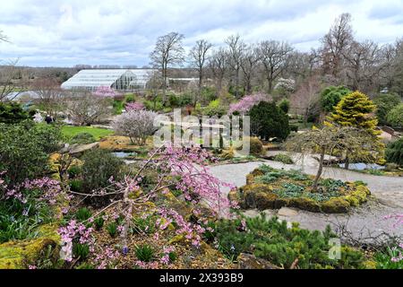 In den Gärten der Royal Horticultural Society in Wisley, Surrey England, erblühen die Kirschblüten in voller Blüte Stockfoto