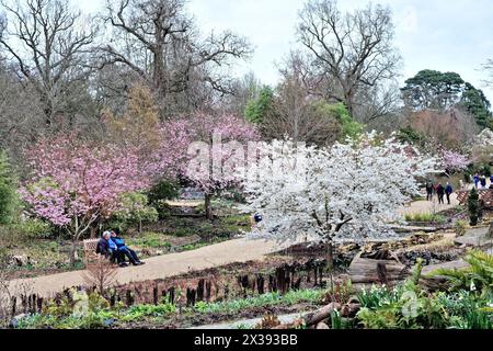 In den Gärten der Royal Horticultural Society in Wisley, Surrey England, erblühen die Kirschblüten in voller Blüte Stockfoto