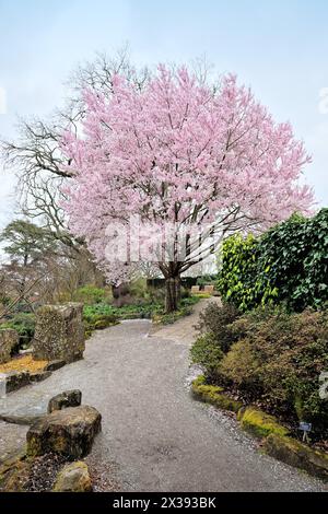 In den Gärten der Royal Horticultural Society in Wisley, Surrey England, erblühen die Kirschblüten in voller Blüte Stockfoto