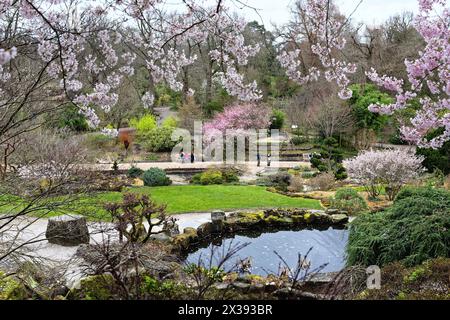 In den Gärten der Royal Horticultural Society in Wisley, Surrey England, erblühen die Kirschblüten in voller Blüte Stockfoto