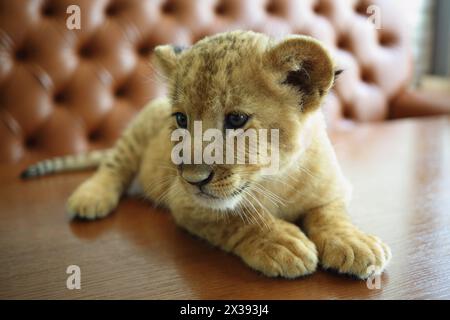 Lustiges Löwenkalb sieht sich um und liegt auf dem Tisch neben dem Sofa im Café Stockfoto