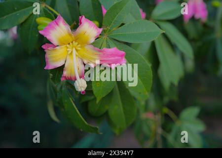 Wunderschöne Toborochi blühende Blume. Toborochi blüht auf dem Baum. Toborochi-Blüte auf Blatthintergrund. Stockfoto