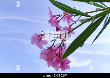 Nerium-Oleander. Oleander wird traditionell zur Behandlung von Herzerkrankungen, Asthma, Diabetes mellitus, Maiskörnern, Krätze, Krebs und Epil Stockfoto