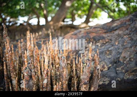 Pneumatophore Mangrovenwurzeln. Pneumatophore sind Wurzeln, die vertikal aus dem unterirdischen Wurzelsystem heranwachsen. Stockfoto