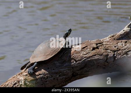 Eastern River Cooter, Pseudemys concinna concinna, sonnt sich auf Baumstamm Stockfoto