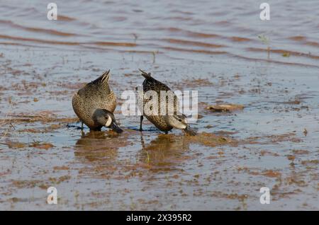 Blaugeflügeltes Teal, Spatula Discors, Paar auf der Suche am Seeufer Stockfoto