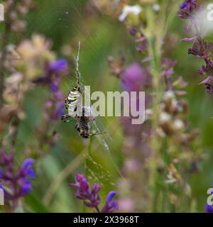 Die wilde Raubtierspinne Argiope bruennichi mit markanten gelben und schwarzen Streifen auf dem Bauch fängt Beute in ihrem Netz, lähmt sie und wickelt sie ein Stockfoto