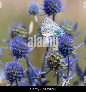 Eine stachelige Blume. Blaue Distelblumen, Eryngium planum, blauer Eryngo. Blühende lila wilde Disteln. Blauer Schmetterling auf einer blauen stacheligen Blume. Stockfoto