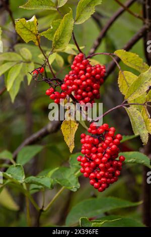 Charakteristischer und auffälliger kleiner Bergbaum mit roten Beeren. Sorbus aucuparia, gemeinhin Rowan und Bergreasche genannt. Stockfoto