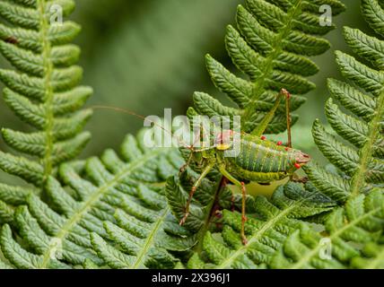 Steropleurus pseudolus Saddle Buschkricket großer Heuschrecken ohne Flügel grün. Endemisch. Tageslicht Stockfoto