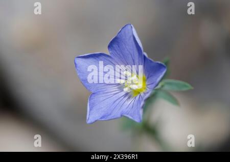 Wiesenflachs, Linum pratense Stockfoto