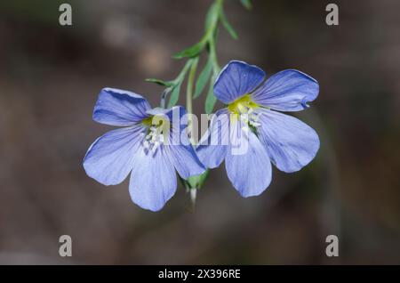 Wiesenflachs, Linum pratense Stockfoto