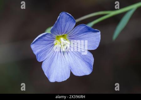 Wiesenflachs, Linum pratense Stockfoto