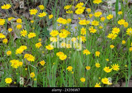 Fineleaf Fournerved Daisy, Tetraneuris linearifolia Stockfoto