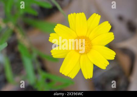 Fineleaf Fournerved Daisy, Tetraneuris linearifolia Stockfoto