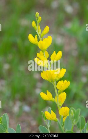 Gelb Wild Indigo, Baptizia sphaerocarpa Stockfoto