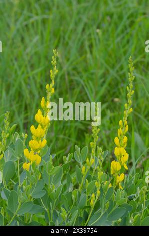 Gelb Wild Indigo, Baptizia sphaerocarpa Stockfoto