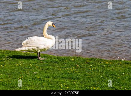 Ein Blick auf einen Schwan am Ufer des Welford Reservoir, Großbritannien an einem hellen Frühlingstag Stockfoto