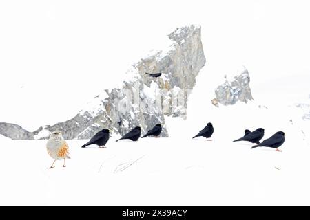 Alpine chough (Pyrrhocorax graculus), fotografiert mit Weitwinkelobjektiv in den Bergen. Stockfoto
