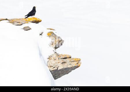 alpenkraut (Pyrrhocorax graculus) auf einem Felsvorsprung in den Bergen. Stockfoto