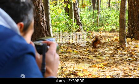 Der Mensch schießt wildes Eichhörnchen im sonnigen Herbstwald Stockfoto