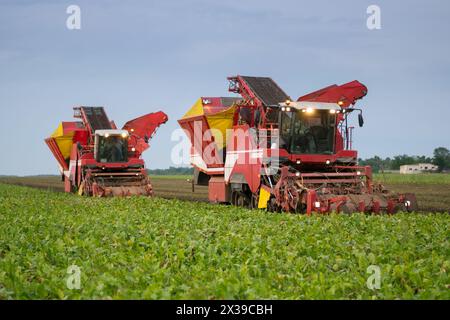 REGION KRASNODAR, RUSSLAND - 18. August 2015: Zwei Mähdrescher ernten am Abend reife Zuckerrüben, im Jahr 2015 erreichten die Erträge in der Region Krasnodar wieder Stockfoto