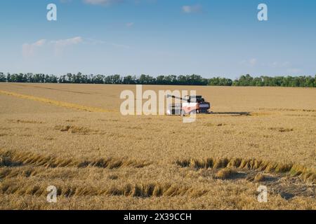 Moderne Harvester ernten Weizenfeld an sonnigen heißen Tagen während der Erntezeit Stockfoto