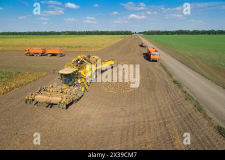 REGION KRASNODAR, RUSSLAND - 19. August 2015: Erntemaschine entlädt Zuckerrüben auf dem Feld, im Jahr 2015 erreichte die Erträge in der Region Krasnodar ein Rekordniveau - 58 Stockfoto