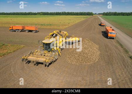 REGION KRASNODAR, RUSSLAND - 19. August 2015: Erntemaschine entlädt Zuckerrüben in Haufen in der Nähe von LKWs, im Jahr 2015 erreichte die Erträge in der Region Krasnodar ein Rekordniveau - Stockfoto