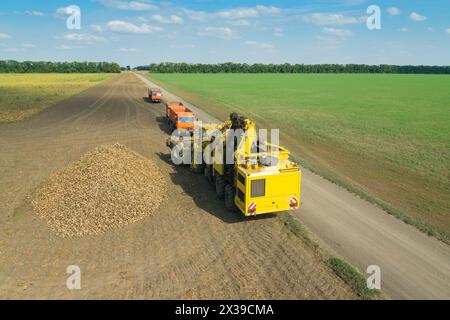 REGION KRASNODAR, RUSSLAND - 19. August 2015: Gelbe Ernte, Zuckerrübenhaufen, LKW auf dem Feld, im Jahr 2015 erreichte die Erträge in der Region Krasnodar ein Rekordniveau Stockfoto