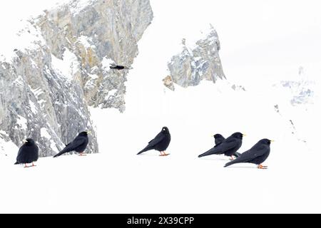 Alpine chough (Pyrrhocorax graculus), fotografiert mit Weitwinkelobjektiv in den Bergen. Stockfoto